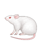 Mäuse, Ratten