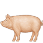 Cochon avec corps entier