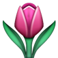 Tulipán rosado