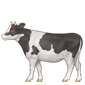 Cow with full body