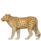 Leopardo que recorre